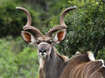 Kudu standing in field