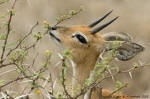 Steenbok eating