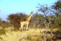 African safari sights